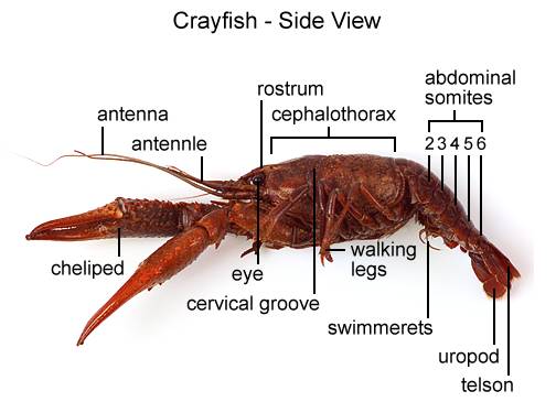 Crayfish Dissection